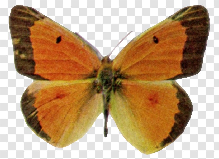 Clouded Yellows Gossamer-winged Butterflies Brush-footed Moth Pieridae - Gossamerwinged - Butterfly Transparent PNG