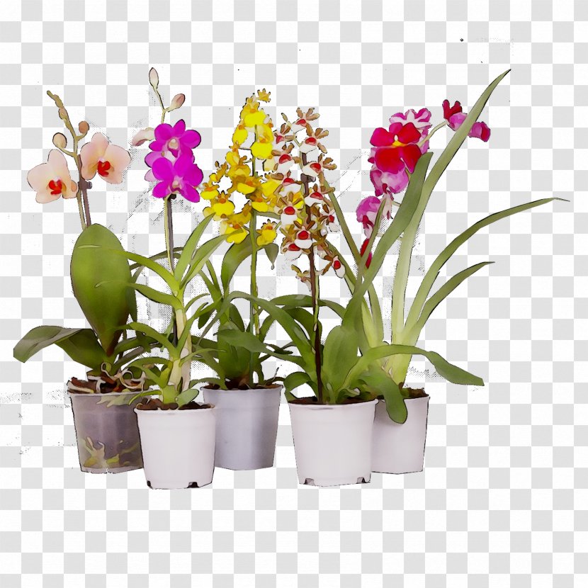 Moth Orchids Cattleya Flowerpot Dendrobium Cut Flowers - Plant - Orchid Transparent PNG