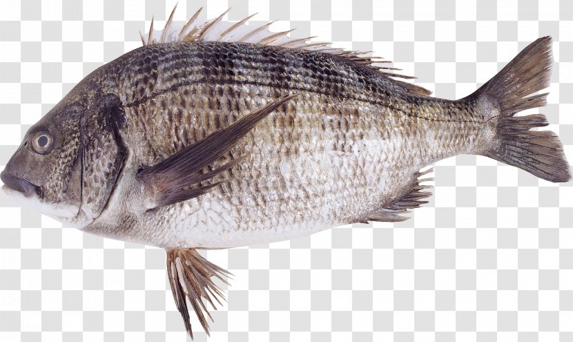 Fish ICO Transparent PNG