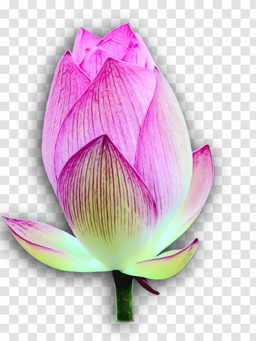 Sacred Lotus Plant Stem Bud Nelumbonaceae Purple Transparent PNG