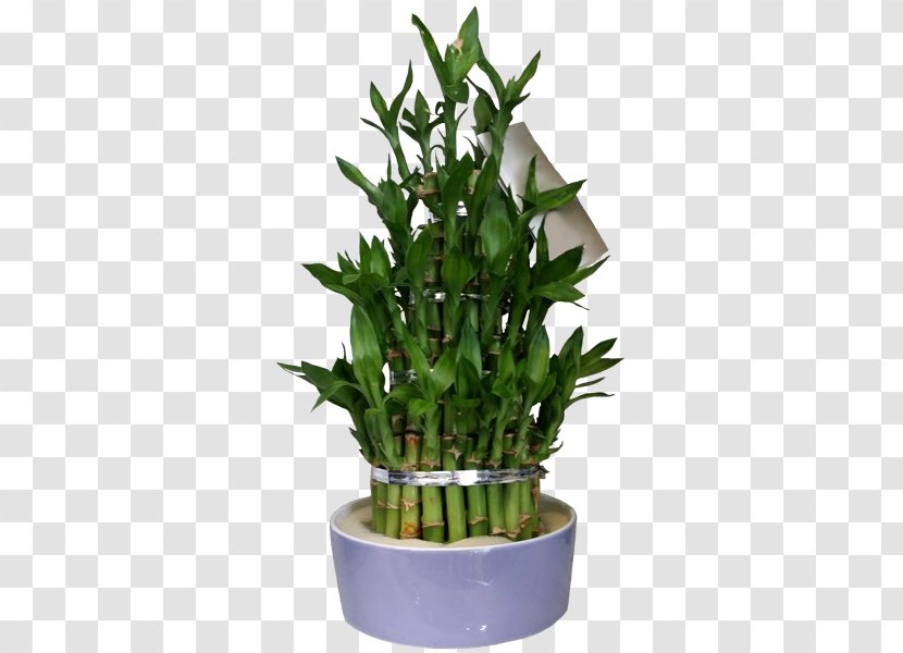 Flowerpot Houseplant Herb - Lucky Bamboo Transparent PNG