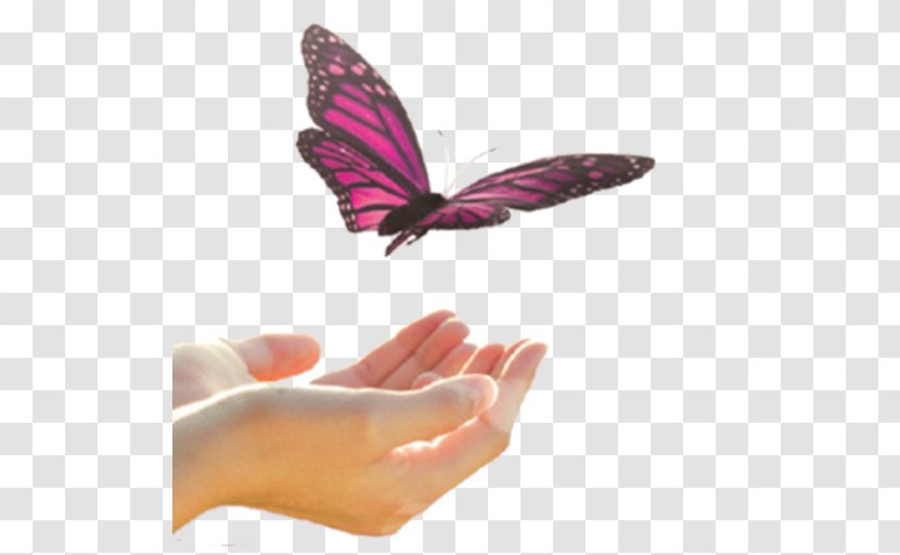 Brush-footed Butterflies Butterfly Nail Magenta - Hand Transparent PNG