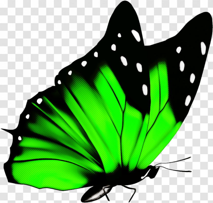 Butterfly Insect Moths And Butterflies Green Pollinator Transparent PNG
