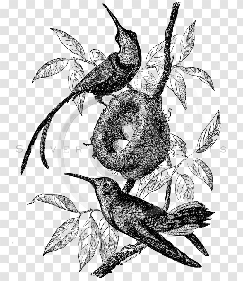 Ruby-throated Hummingbird Illustration Clip Art - Flower - Bird Transparent PNG