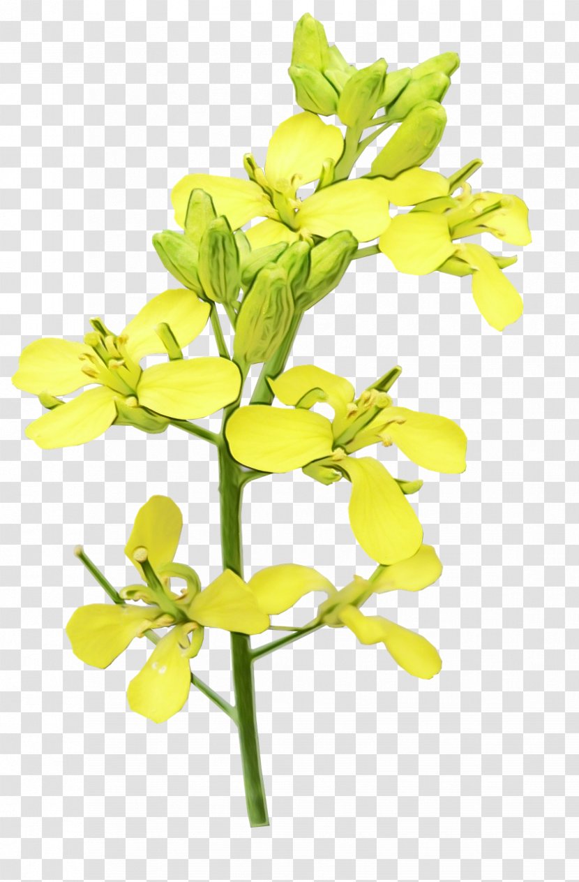 Flower Plant Flowering Yellow Branch - Twig - Cut Flowers Transparent PNG