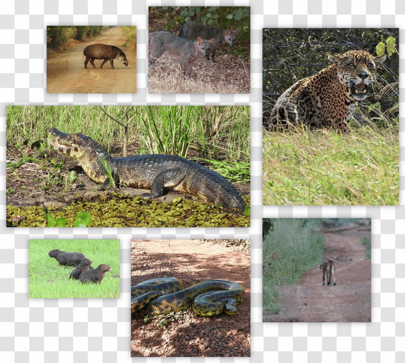 Pantanal Puerto Suárez Crocodile Ecosystem National Park - Reptile Transparent PNG