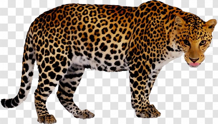 Leopard Book Jaguar My First 123 Cheetah - Argitaletxe - Author Transparent PNG