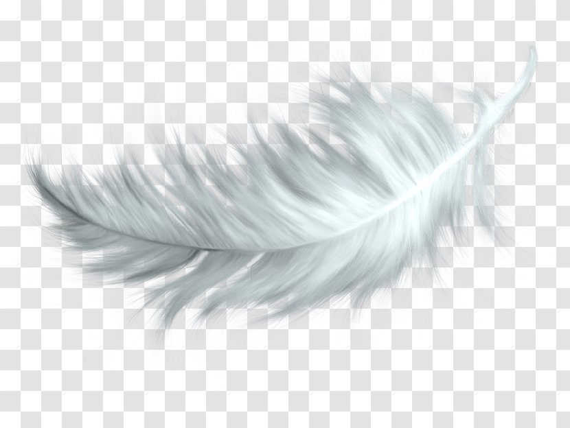 Feather Clip Art - Image File Formats Transparent PNG