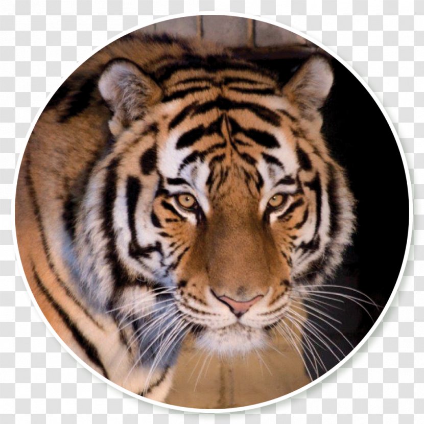 Tallinn Zoo Tiger Speed Dating - Wildlife Transparent PNG
