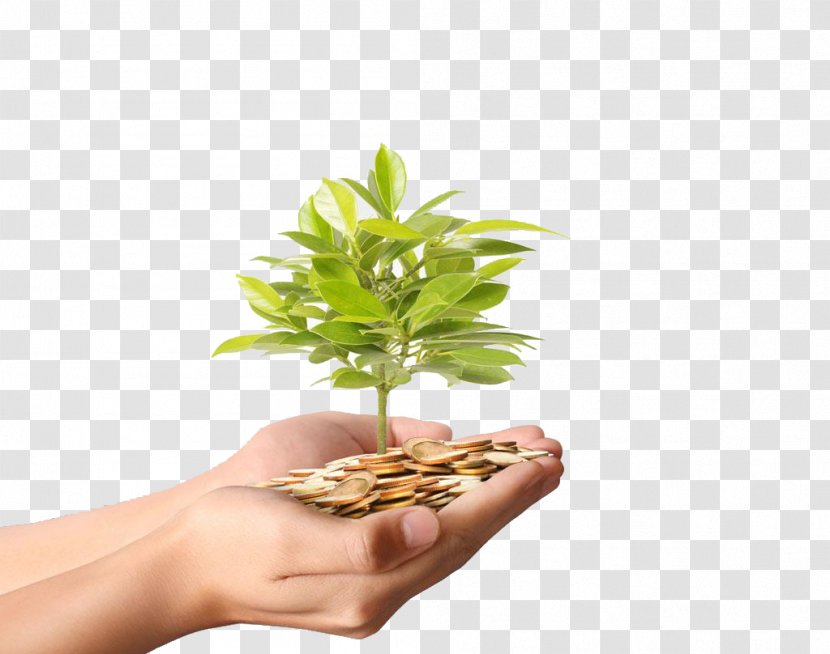 Money Plant Stock Photography Coin - Gold - Hands Holding Coins Fat Tree High-definition Deduction Material Transparent PNG