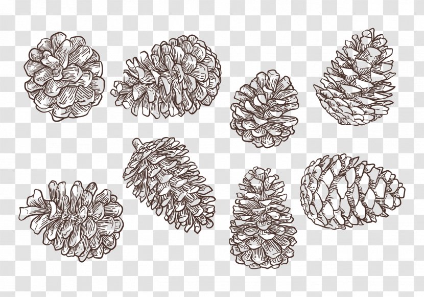 Conifer Cone Drawing - Cedar - Pine Transparent PNG