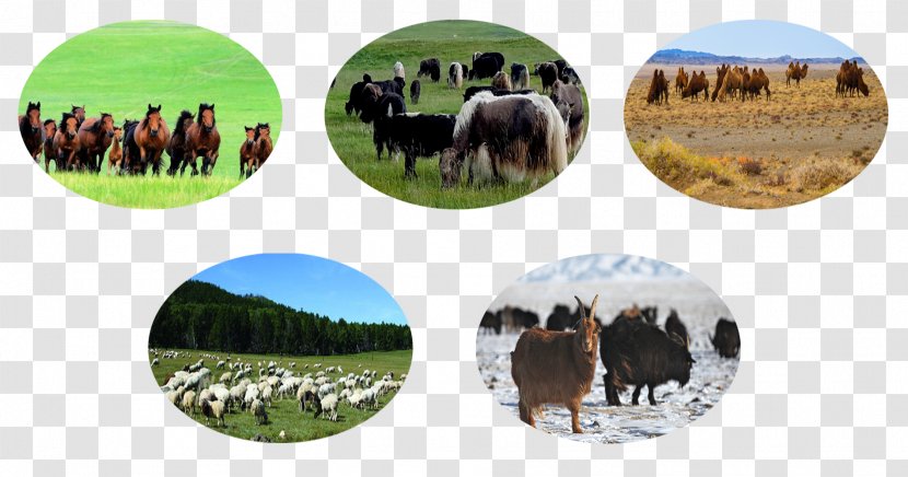 Horse Agriculture Malchin Cattle Galt, Khövsgöl - Sum - Mongolian Beef Transparent PNG
