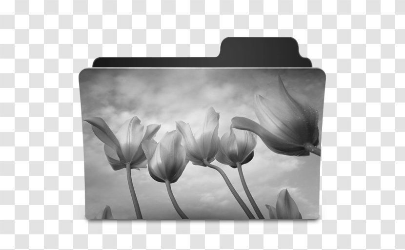 Desktop Wallpaper Video Door-phone Morning - Flowering Plant - White Tulips Transparent PNG