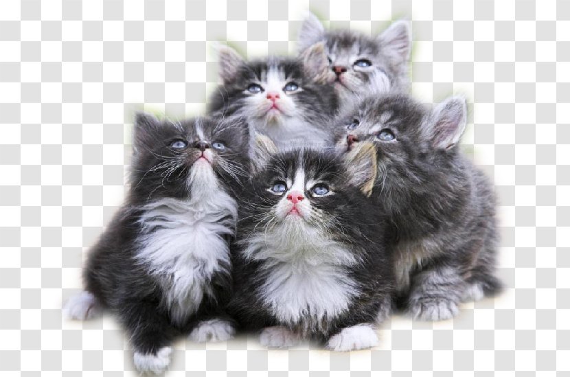 Kitten Ragdoll Munchkin Cat Siamese Puppy - Cuteness Transparent PNG