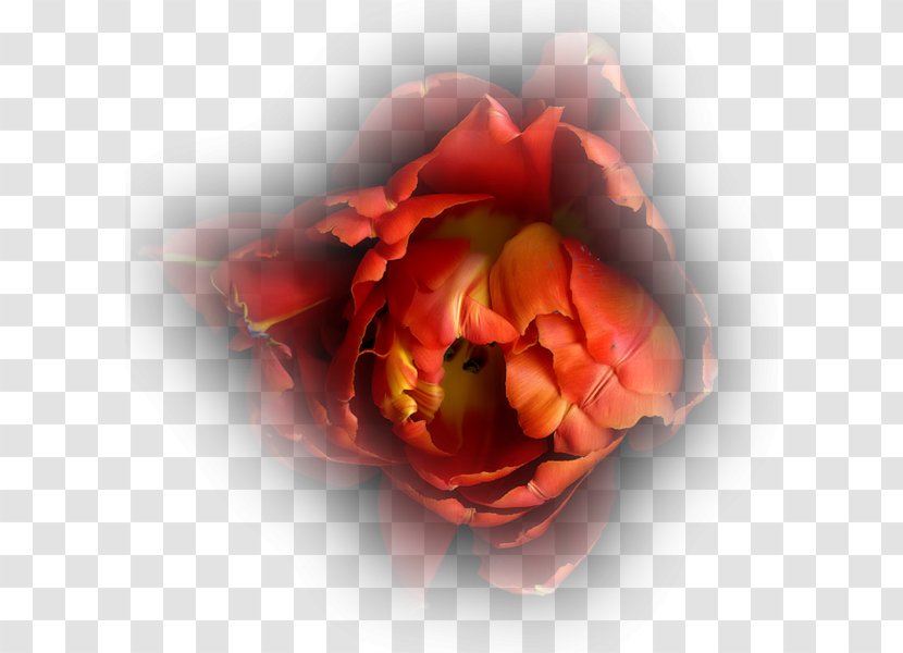 Light Photography Photographer Garden Roses - Still Life Transparent PNG