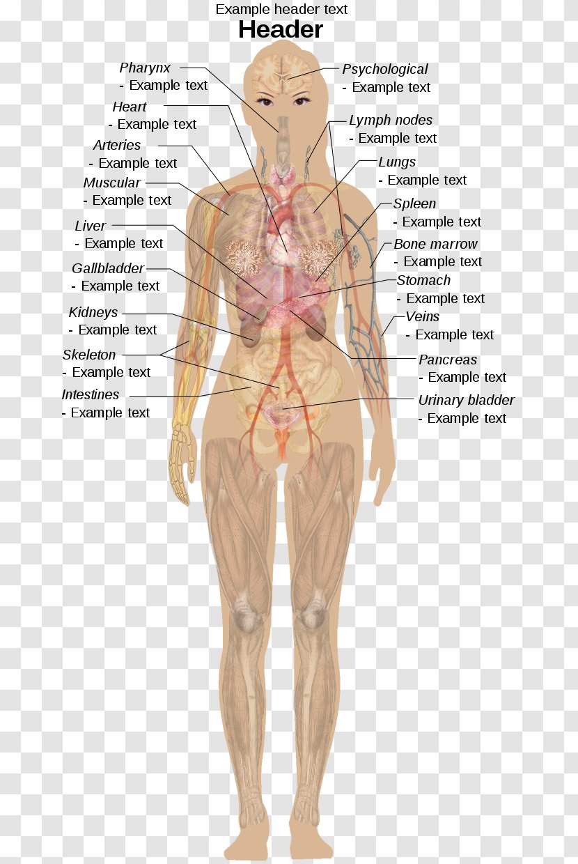 Internal Organs Of The Human Body Anatomical Chart Anatomy Appendix - Watercolor - Female Diagram Transparent PNG