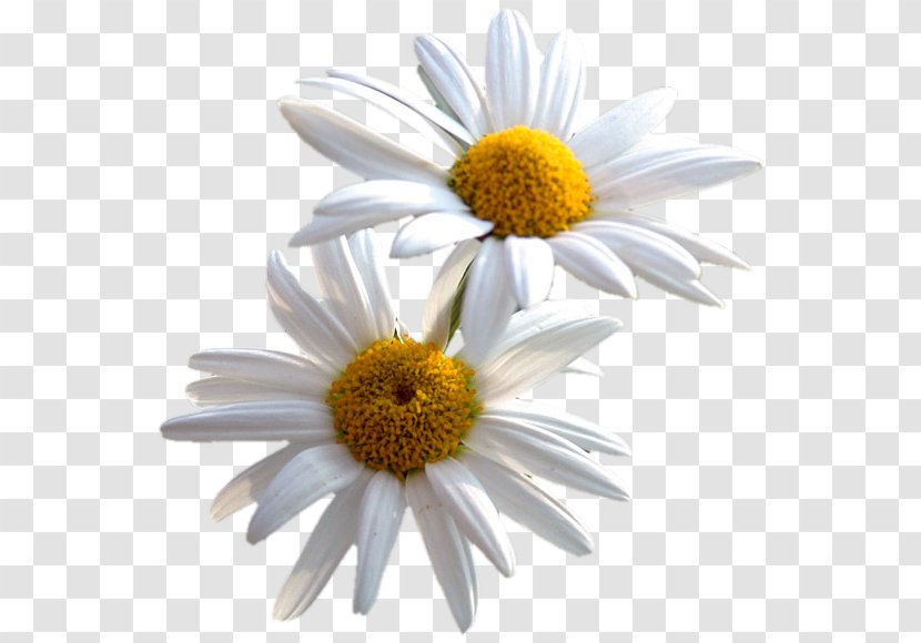 Common Daisy Flower Desktop Wallpaper Transparent PNG