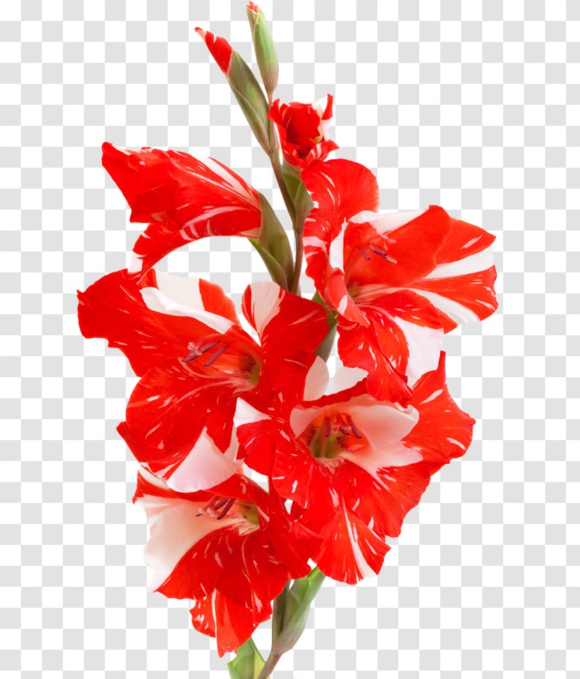 Mirako Spa Gladiolus Priscilla Stock Photography Clip Art - Cannabis Pictures Transparent PNG