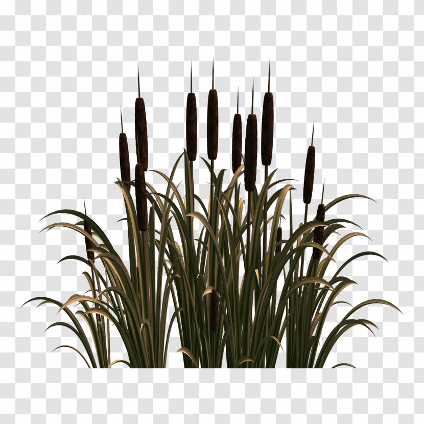 Scirpus Common Reed Flower Clip Art - Home Page Transparent PNG