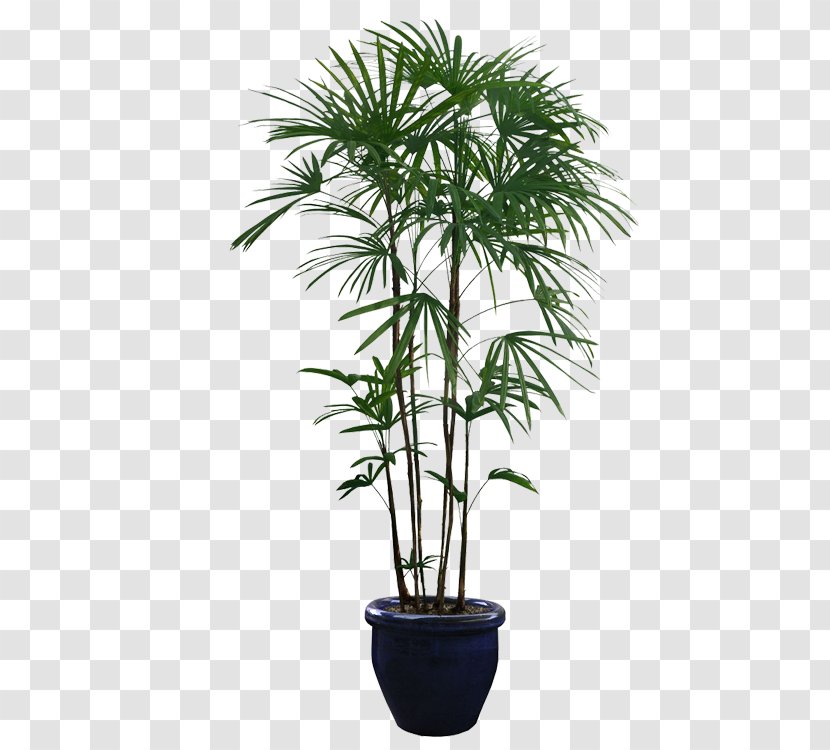 Houseplant Tree - Areca Palm - Potted Plants Transparent PNG