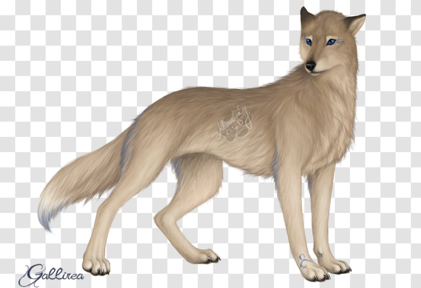 Jackal Gray Wolf Cat Fur Terrestrial Animal Transparent PNG