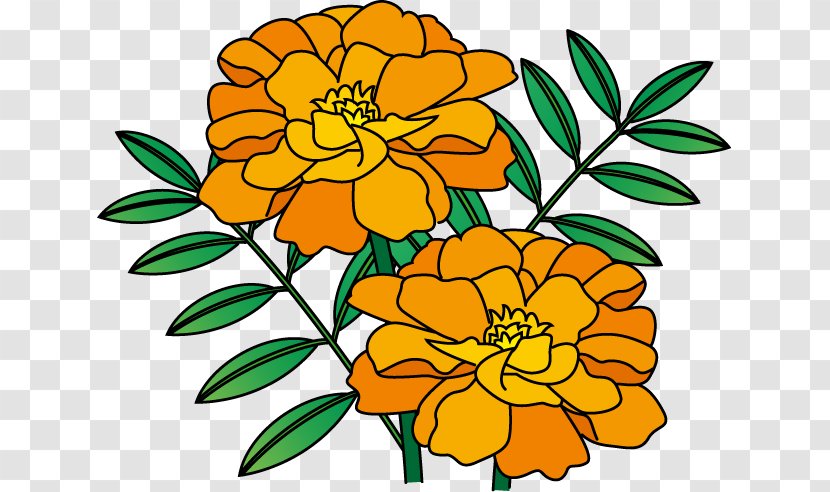 Floral Design Illustration Flower Marigold Summer - Floristry Transparent PNG