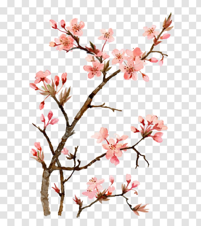 Cherry Blossom Watercolor Painting Drawing - Peach Transparent PNG
