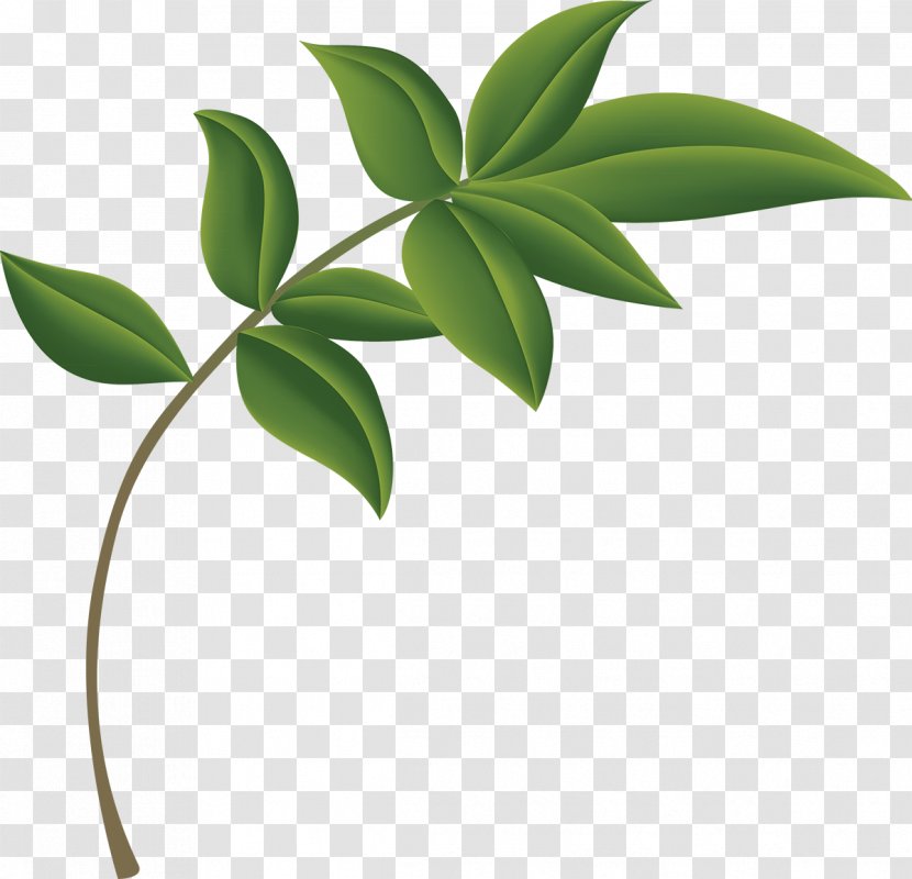 Flower Plants Clip Art Leaf Design - Ceiling - Green Trim Transparent PNG