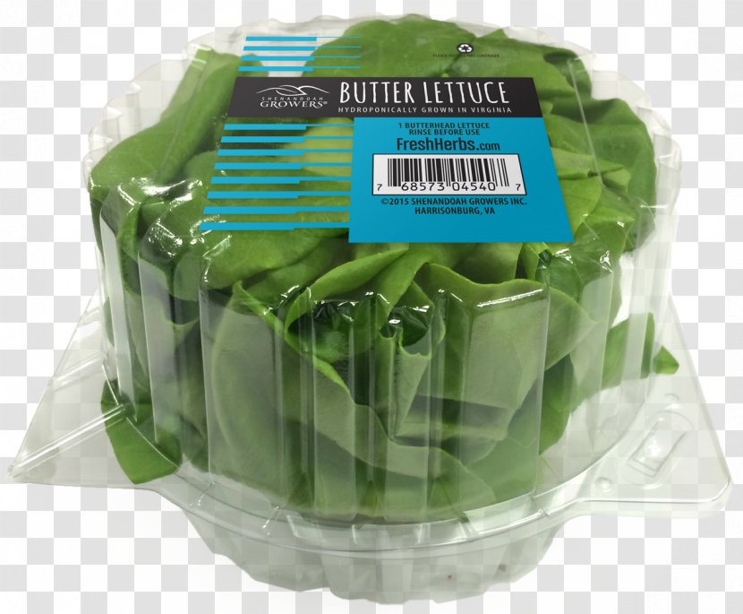 Leaf Lettuce Butterhead Hydroponics Vegetable Salad Transparent PNG