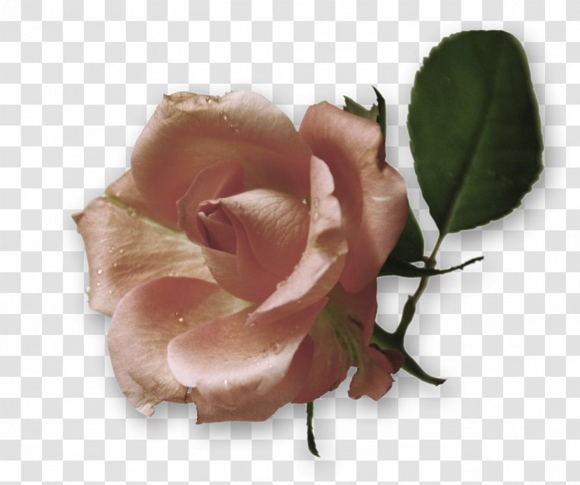 Garden Roses Cabbage Rose Pink Flower - Plant Transparent PNG