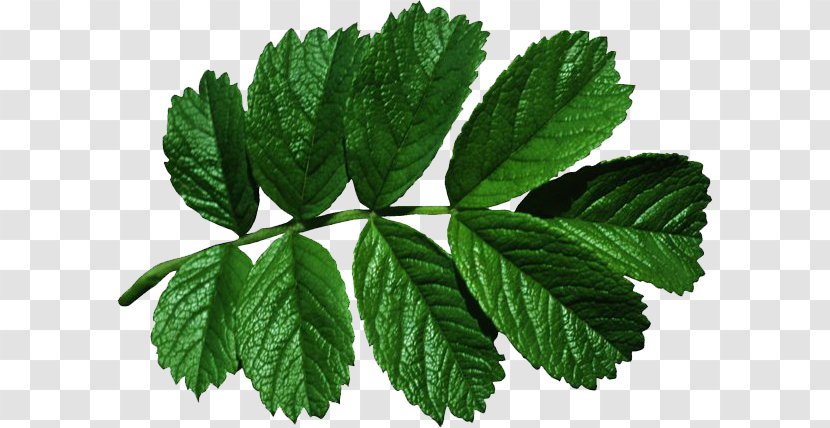 Photography Digital Image - Perilla - Herb Transparent PNG