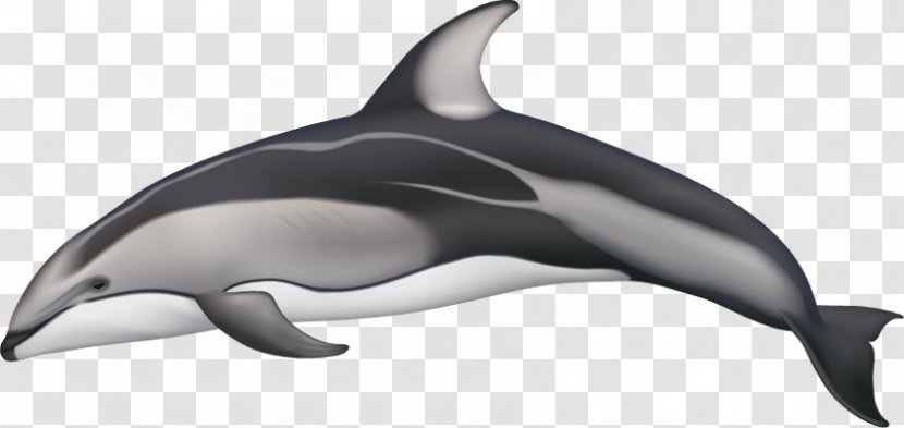 White-beaked Dolphin Spotted Dolphins Pacific White-sided Hourglass Atlantic - Black And White Transparent PNG