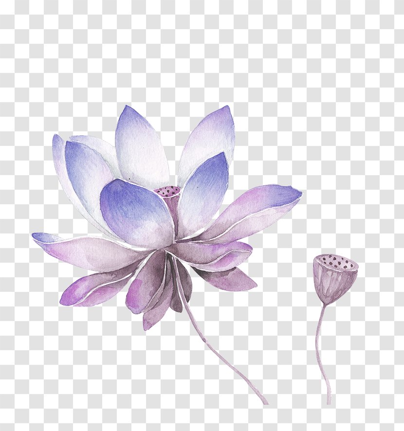 Drawing Painting Art Black And White Sketch - Lavender Fresh Lotus Decoration Pattern Transparent PNG
