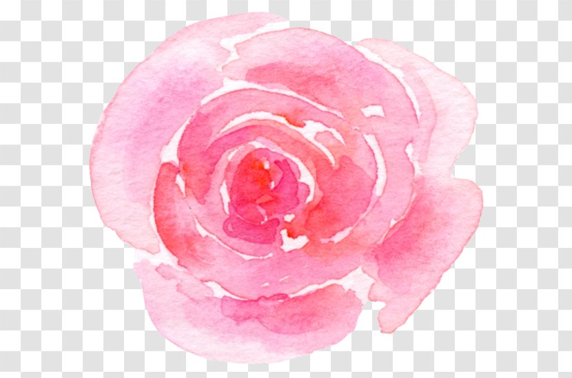 Garden Roses Cabbage Rose Floribunda Skin Care - Flyboy Naturals Petals Transparent PNG
