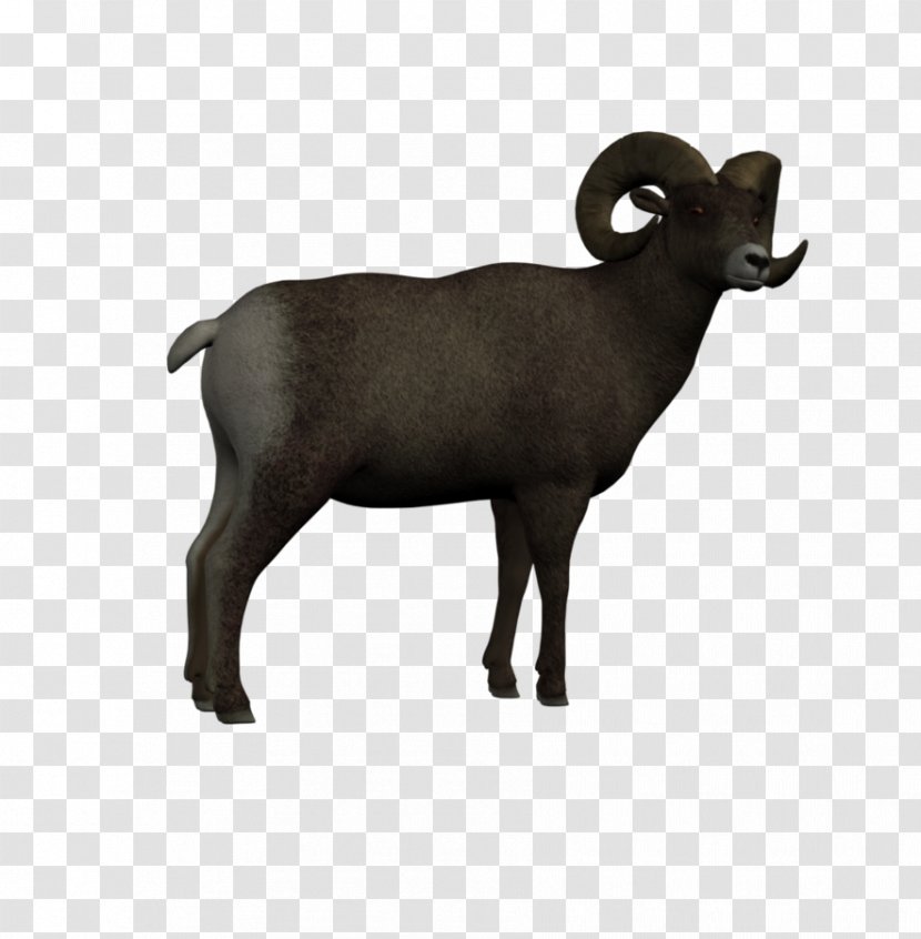 Bighorn Sheep Illustration Royalty-free Drawing - Goat Transparent PNG