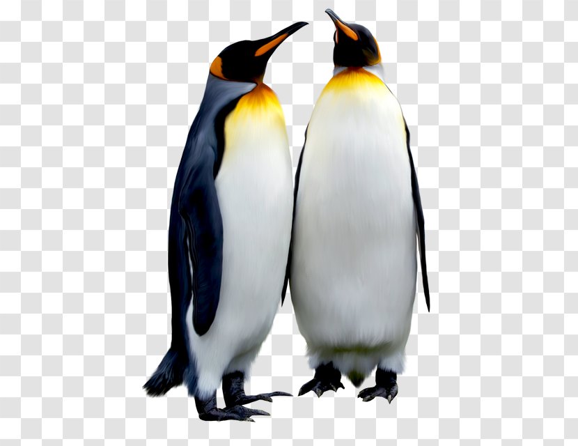 King Penguin Emperor Antarctic Bird Transparent PNG