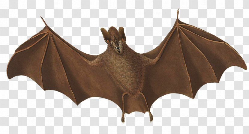 Bat Flight Image Sketch - Wing Transparent PNG