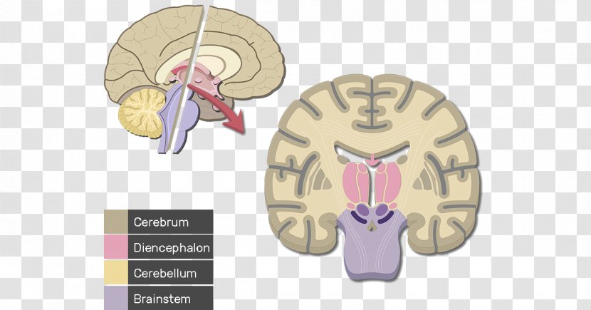 Cerebral Cortex Human Brain Cerebrum Lobes Of The - Flower Transparent PNG