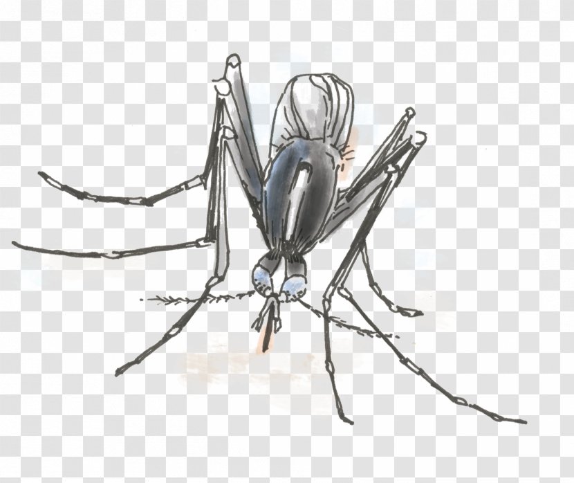 Aedes Albopictus Yellow Fever Mosquito Insect Invertebrate Fly - Watercolor Transparent PNG
