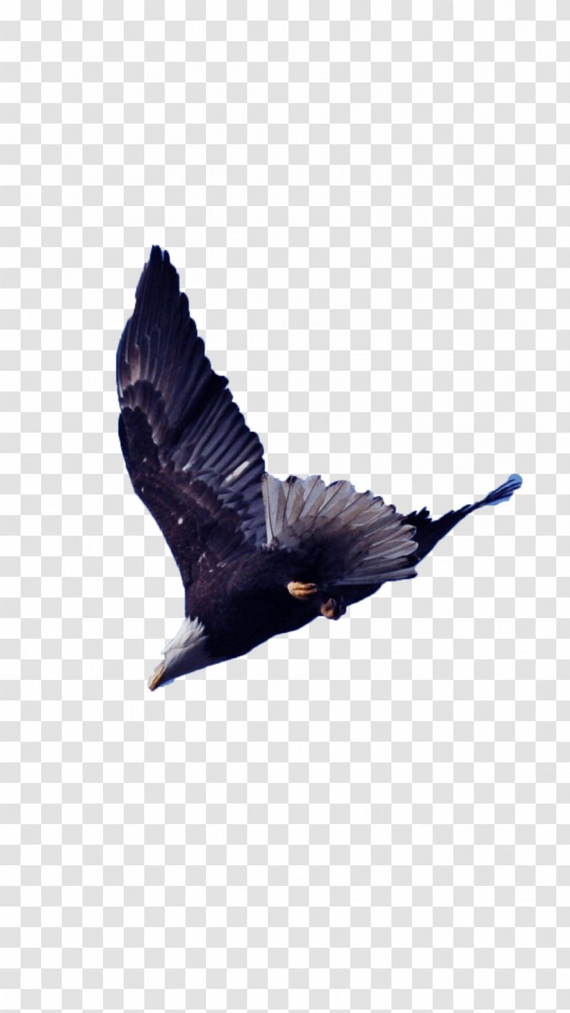 Bird Aspect Ratio Wing - Wuxga - Soaring Eagle Transparent PNG