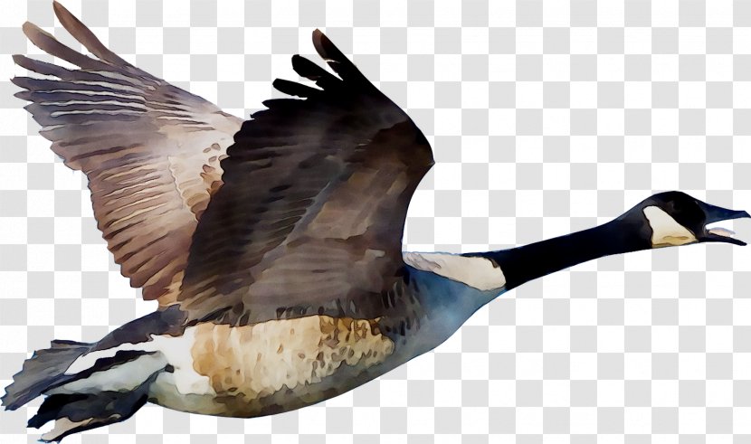 Duck Goose Vector Graphics Illustration Image - V Formation - Wildlife Transparent PNG