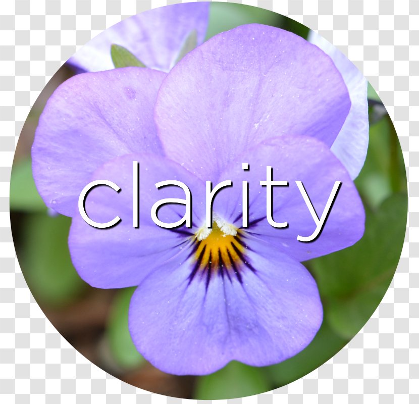 Pansy Bach Flower Remedies Violet Petal - Alchemy - Protection Consciousness Transparent PNG