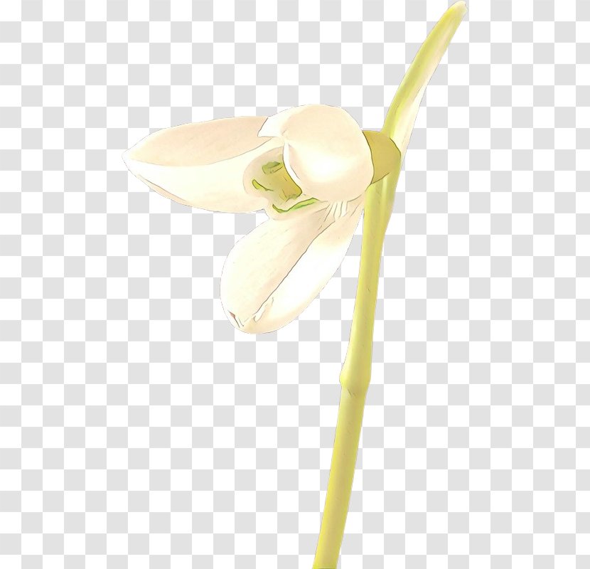 Beige Flower - Plant - Wheel Stem Transparent PNG