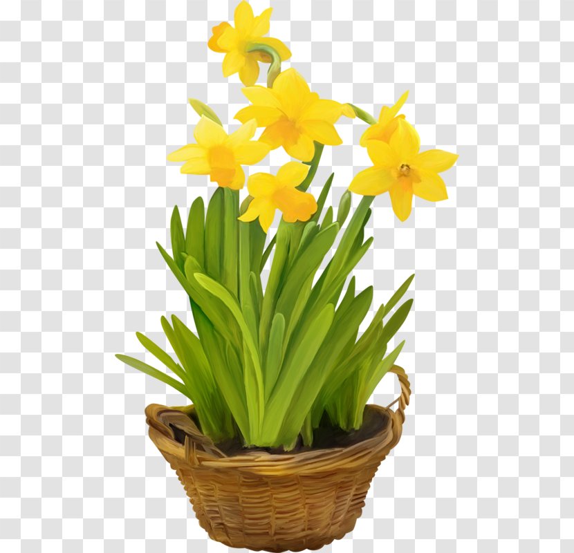 Daffodil Flowerpot Cut Flowers Flowering Plant - Floristry - Flower Transparent PNG