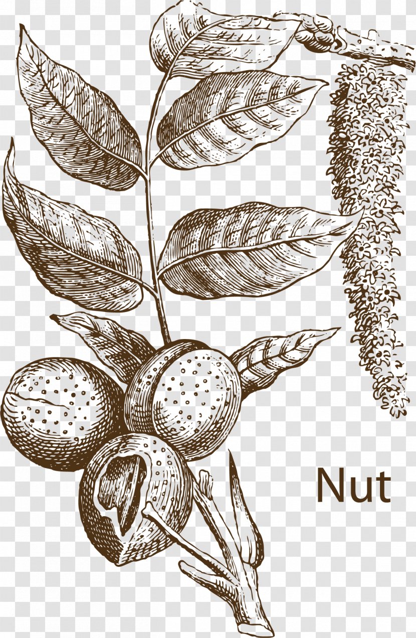 Drawing Fruit Tree Illustration - Herbs Transparent PNG