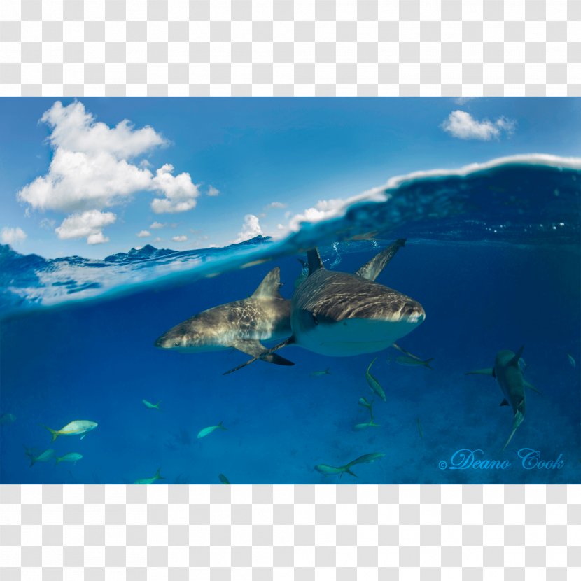 Shark And Dolphin Fin Great White Caribbean Reef - Sky Transparent PNG