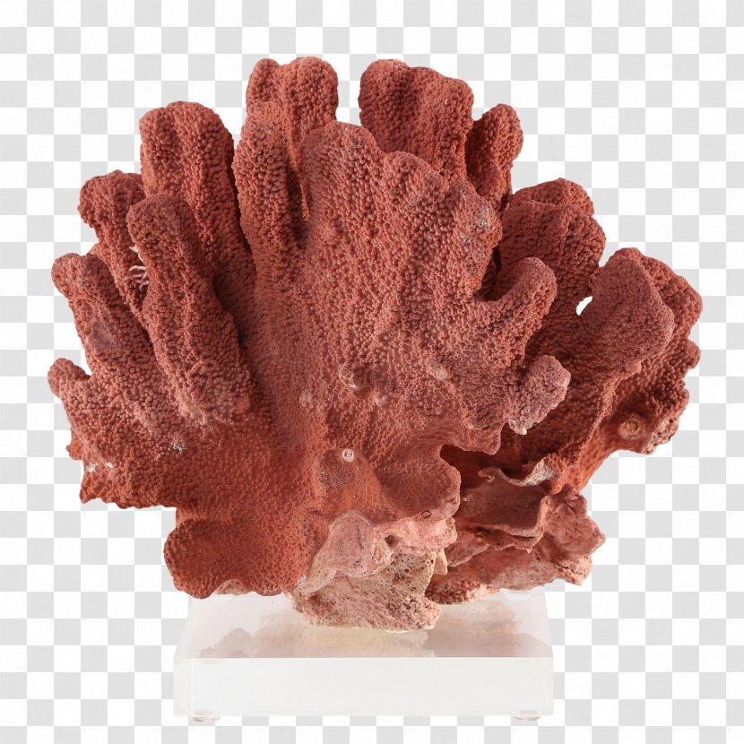 Precious Coral Red Invertebrate 1stdibs.Com, Inc. - Sales Transparent PNG