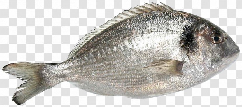 Oily Fish Gilt-head Bream Tilapia Seafood - Food - 4k Transparent PNG