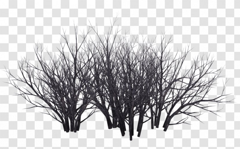 Shrub Tree Photography Black And White - Grass - Bushes Transparent PNG