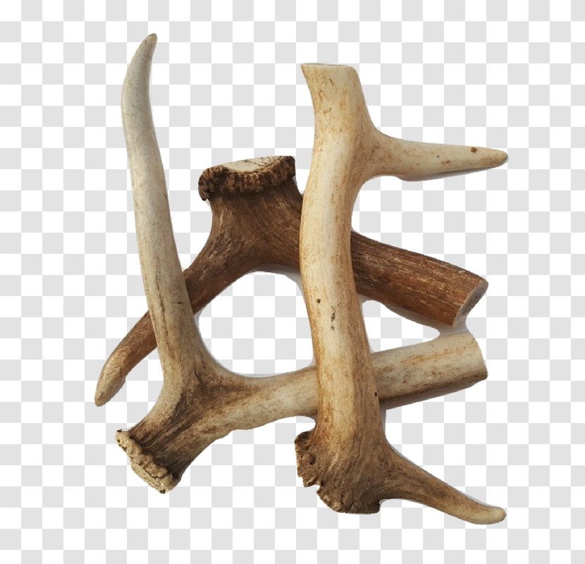 Antler Dog Deer Raw Feeding Bone - Wood Transparent PNG